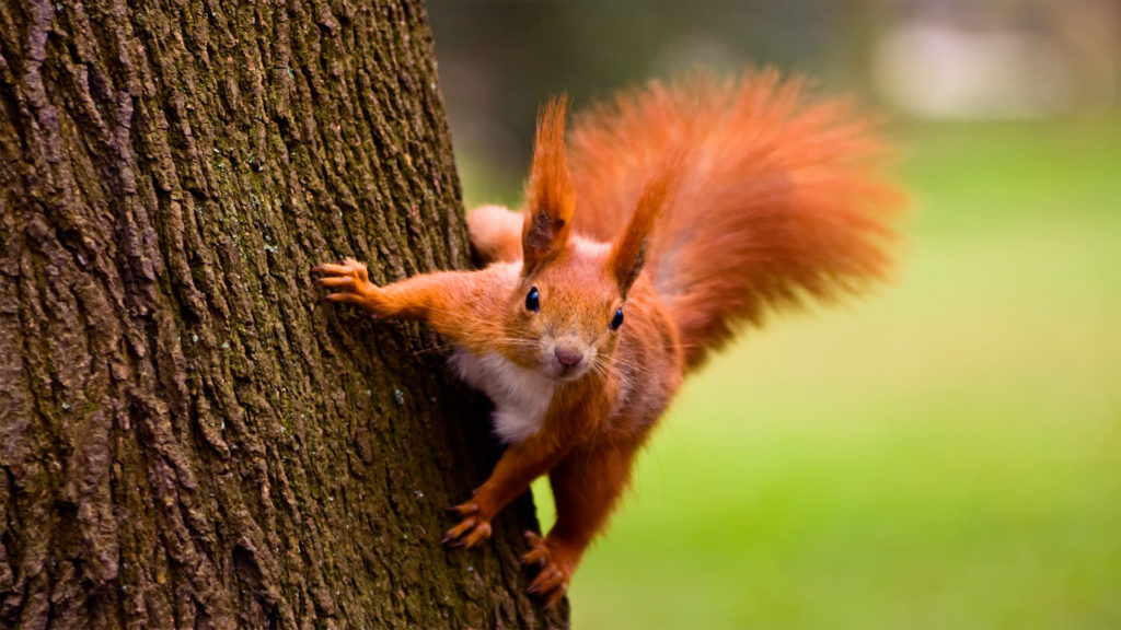 A Squirrel’s Guide to Success