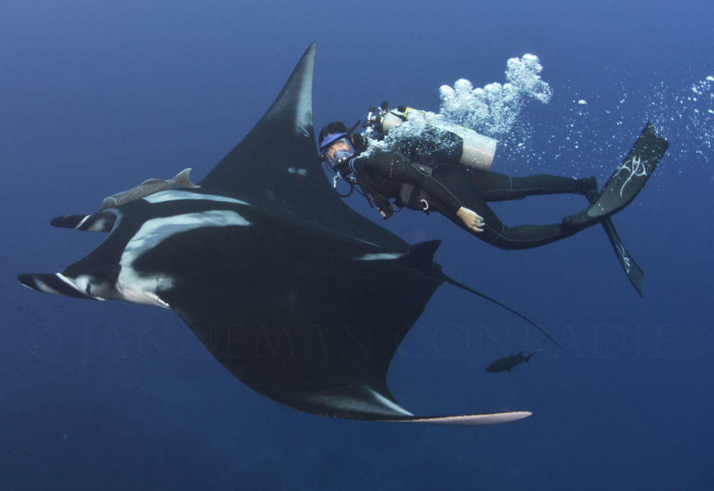 Andrea: Queen of Mantas