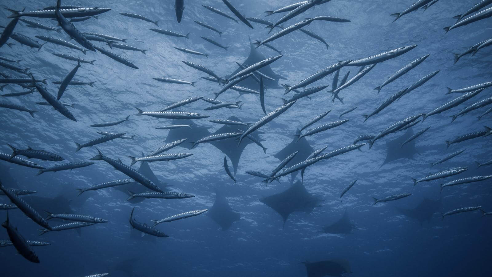 Atlantic: The Wildest Ocean on Earth