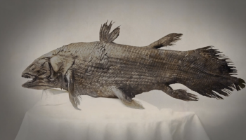 Deep Ocean: Kingdom of the Coelacanth