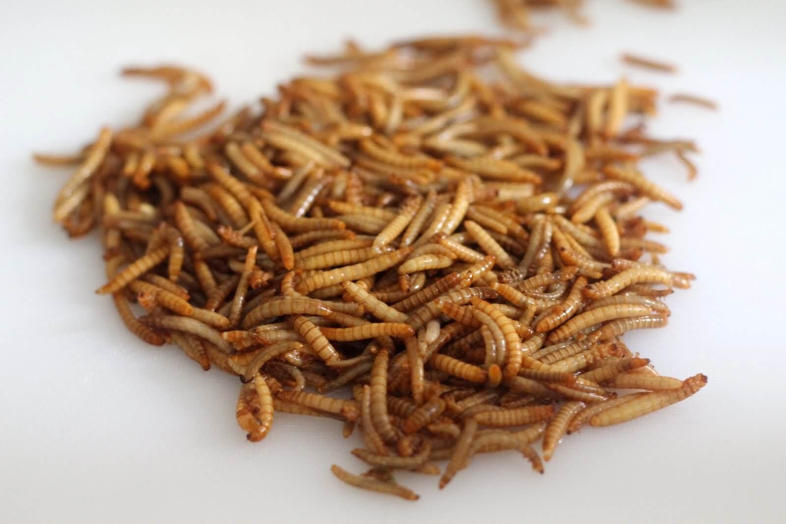 Can Eating Insects Save the World?