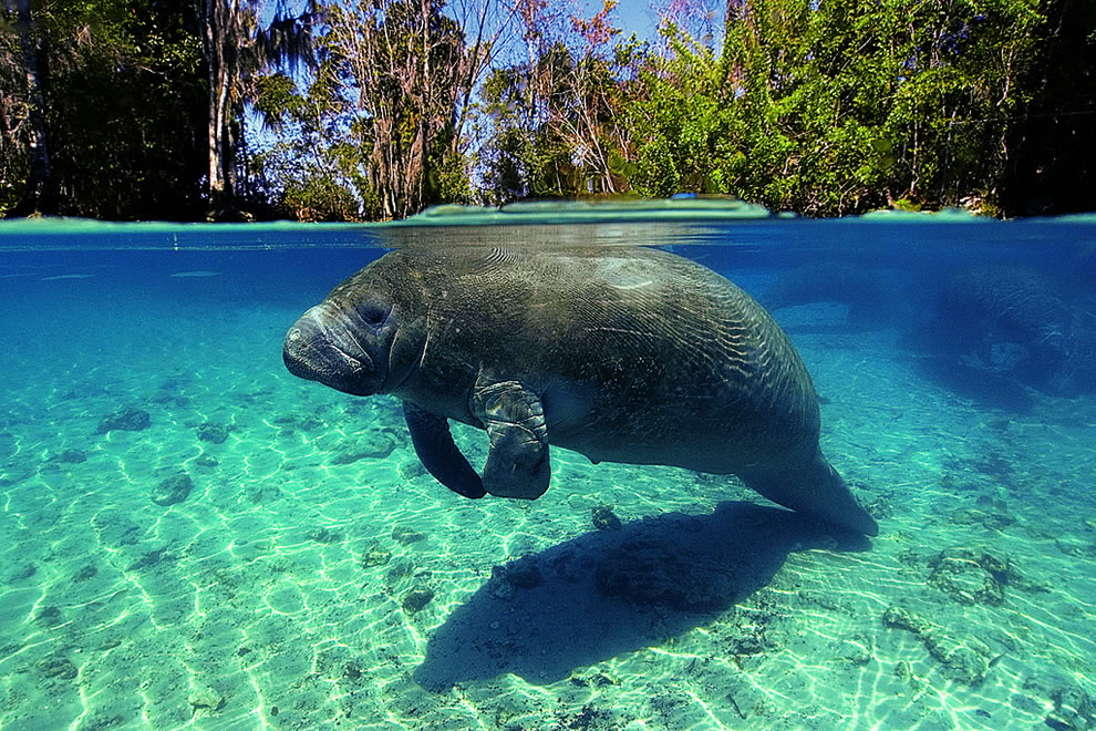 Florida: America’s Animal Paradise