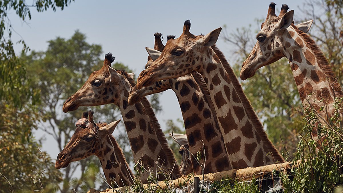 Giraffes: Africa’s Gentle Giants