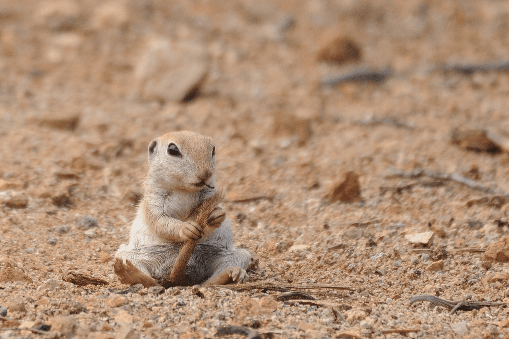 Going Nuts: Tales from Squirrel World