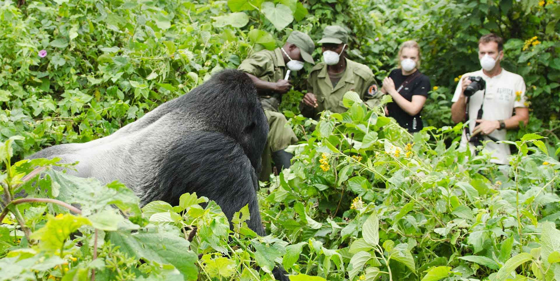 Gorillas and Nature in Danger