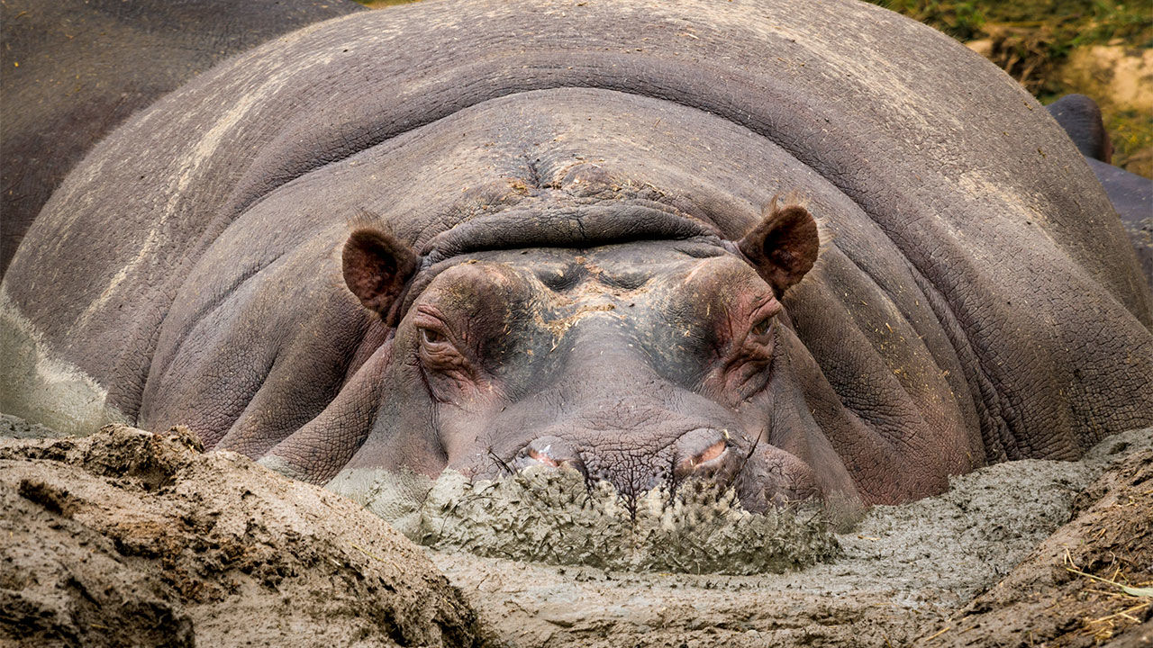 Hippos: Africa’s River Giants