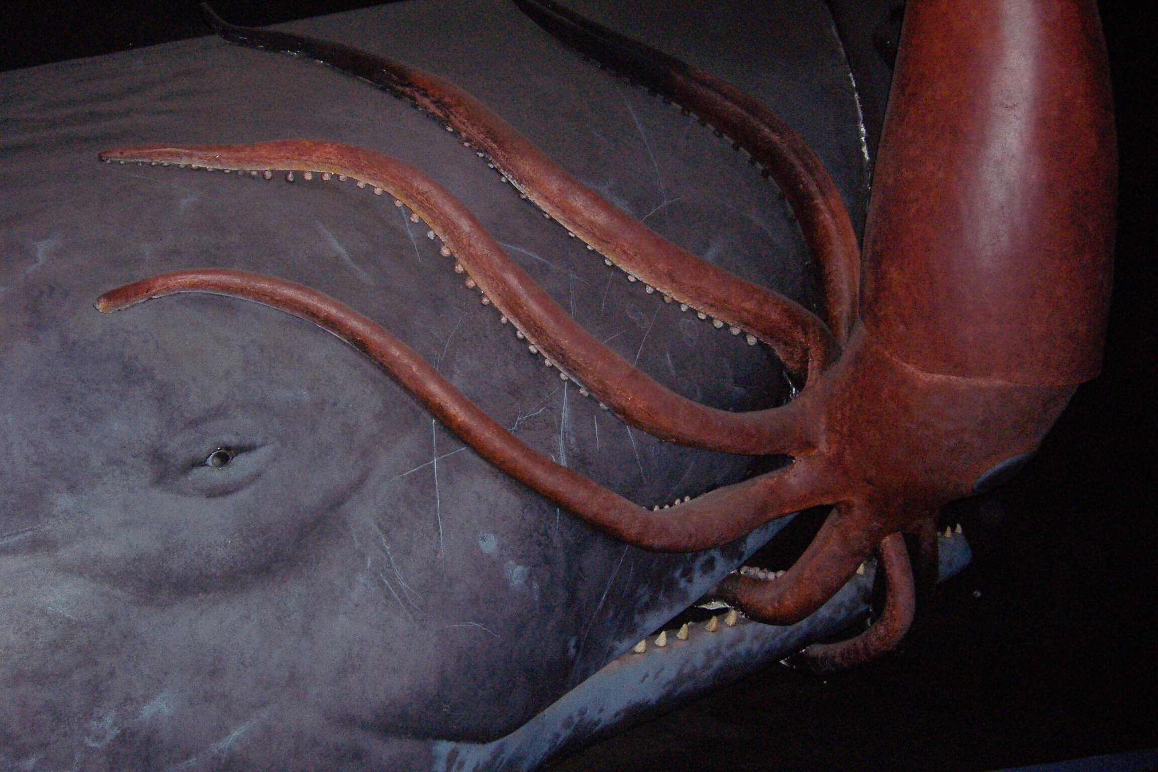 Hunt For The Giant Squid