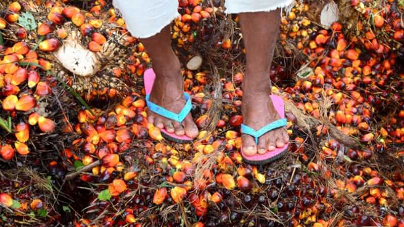 Indonesia’s Palm Oil Curse
