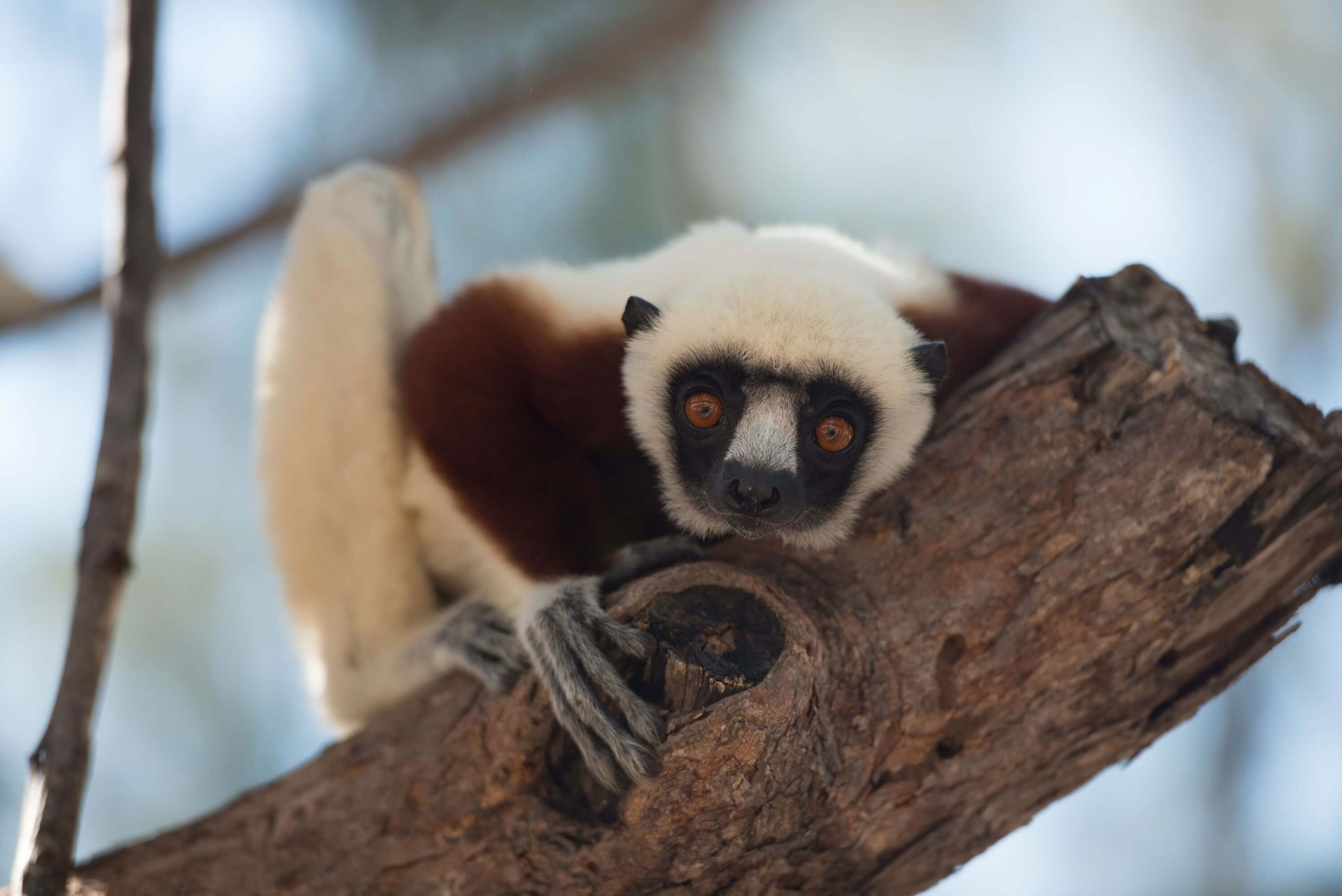 Island of Lemurs