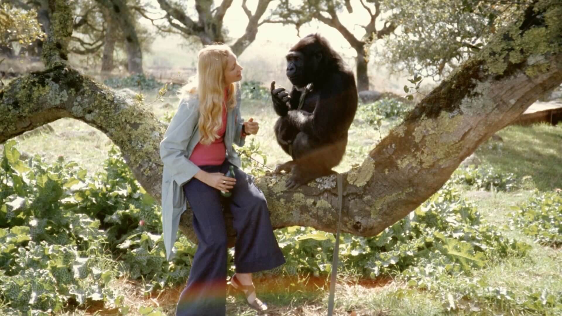 Koko: The Gorilla Who Talks to People