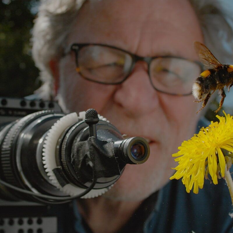 My Garden of a Thousand Bees