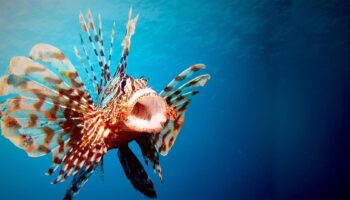 Ocean Invaders