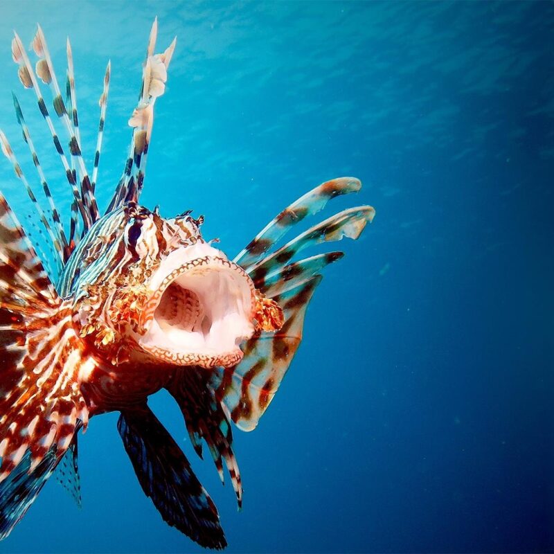 Ocean Invaders