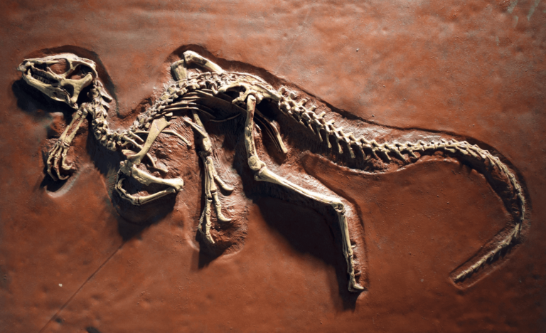 introduction-to-paleontology-videoneat
