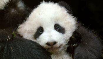 Pandas: Born to be Wild
