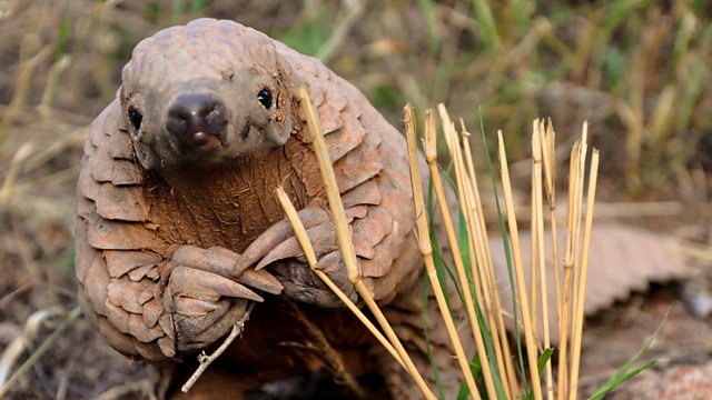 Pangolins – The World’s Most Wanted Animal