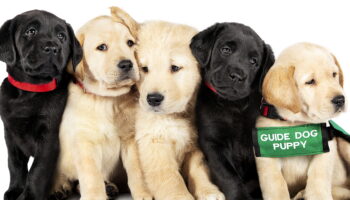 Pick Of The Litter