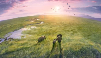 Planet Earth III