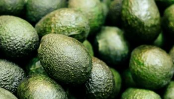 Portugal’s Avocados: Green Gold or Ecological Nightmare