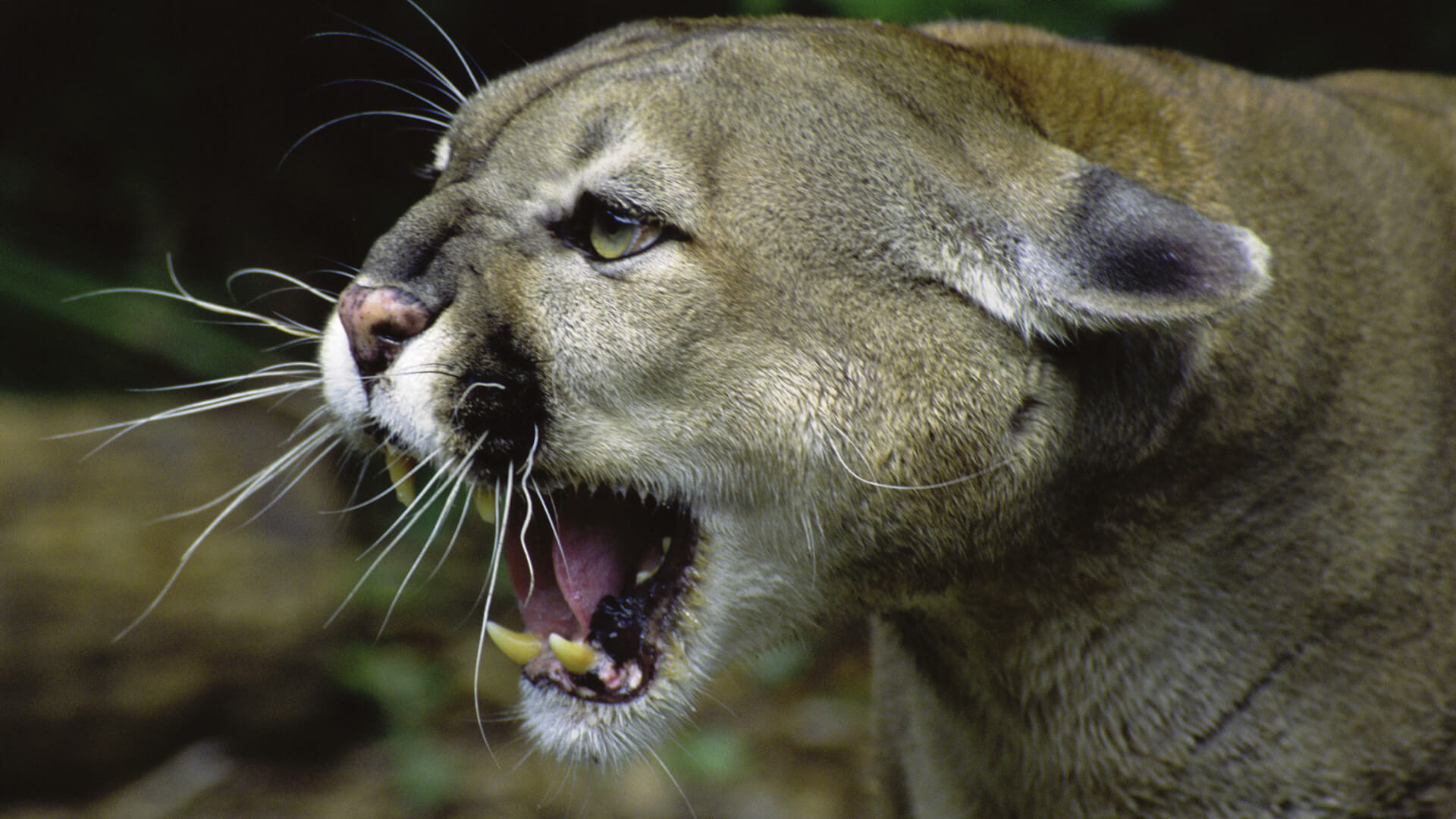 Predators in Your Backyard