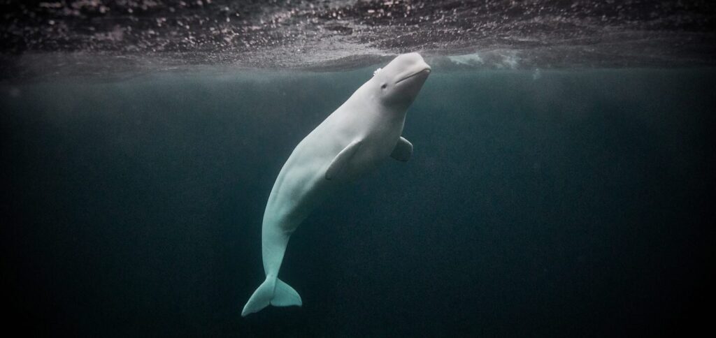 Secrets of the Spy Whale
