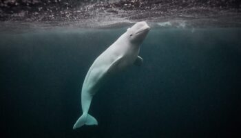 Secrets of the Spy Whale