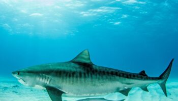 Sharks of Hawaii