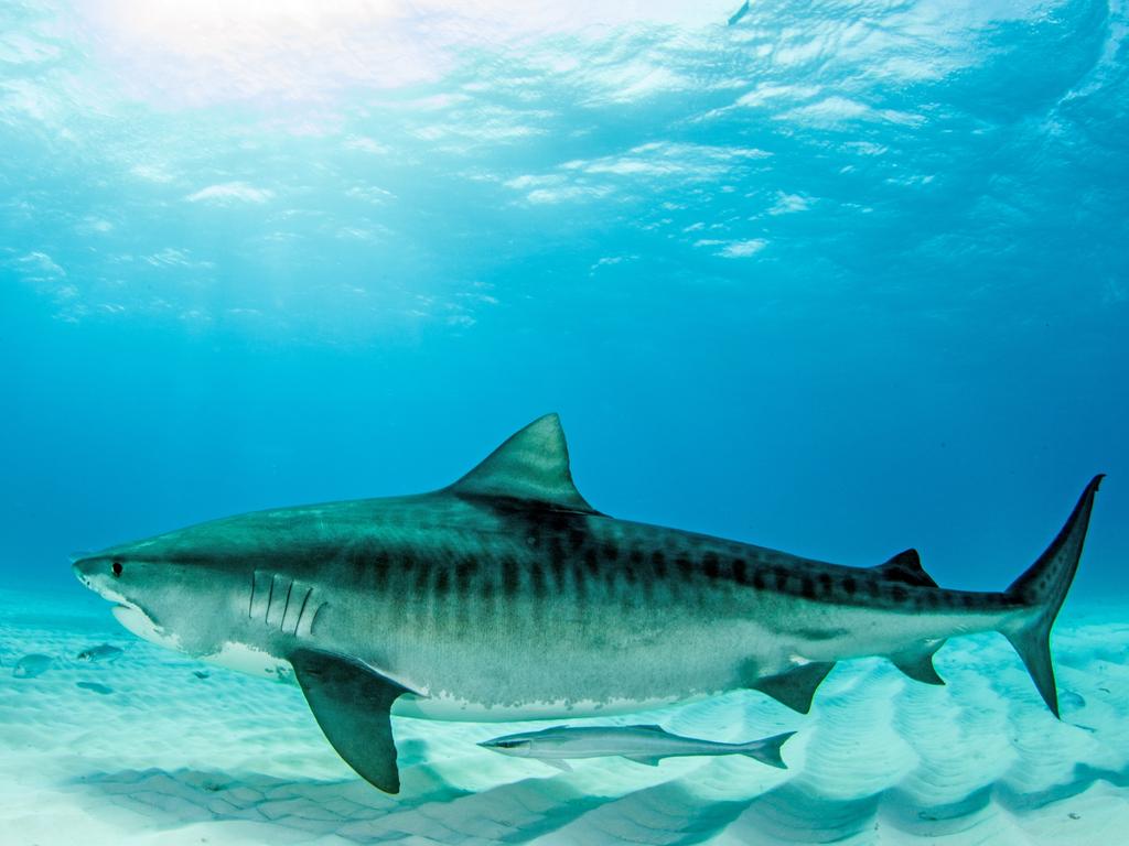 Sharks of Hawaii