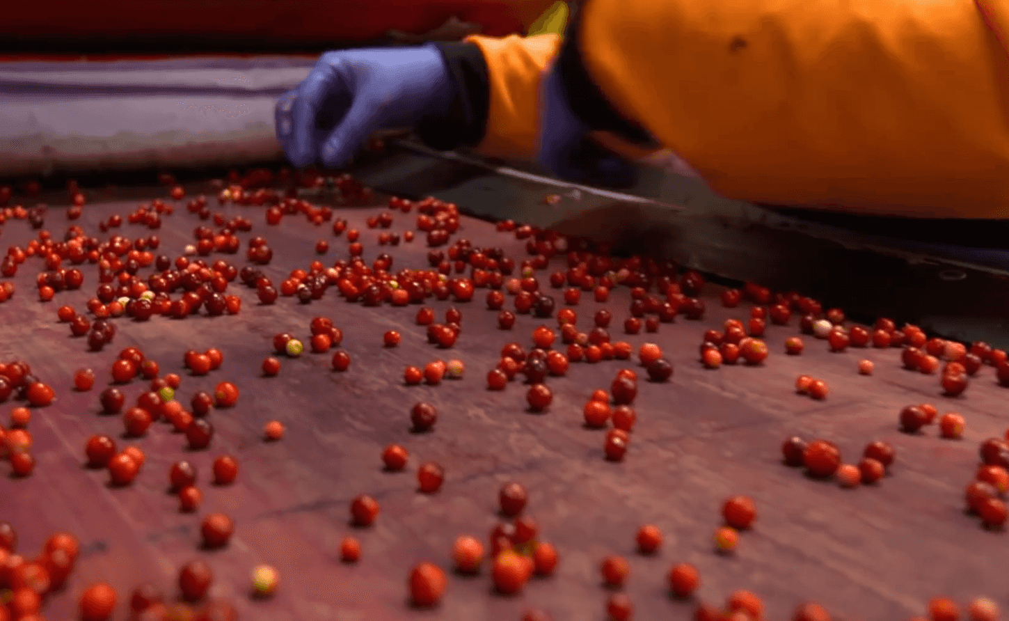 Thai Berry Pickers in Sweden