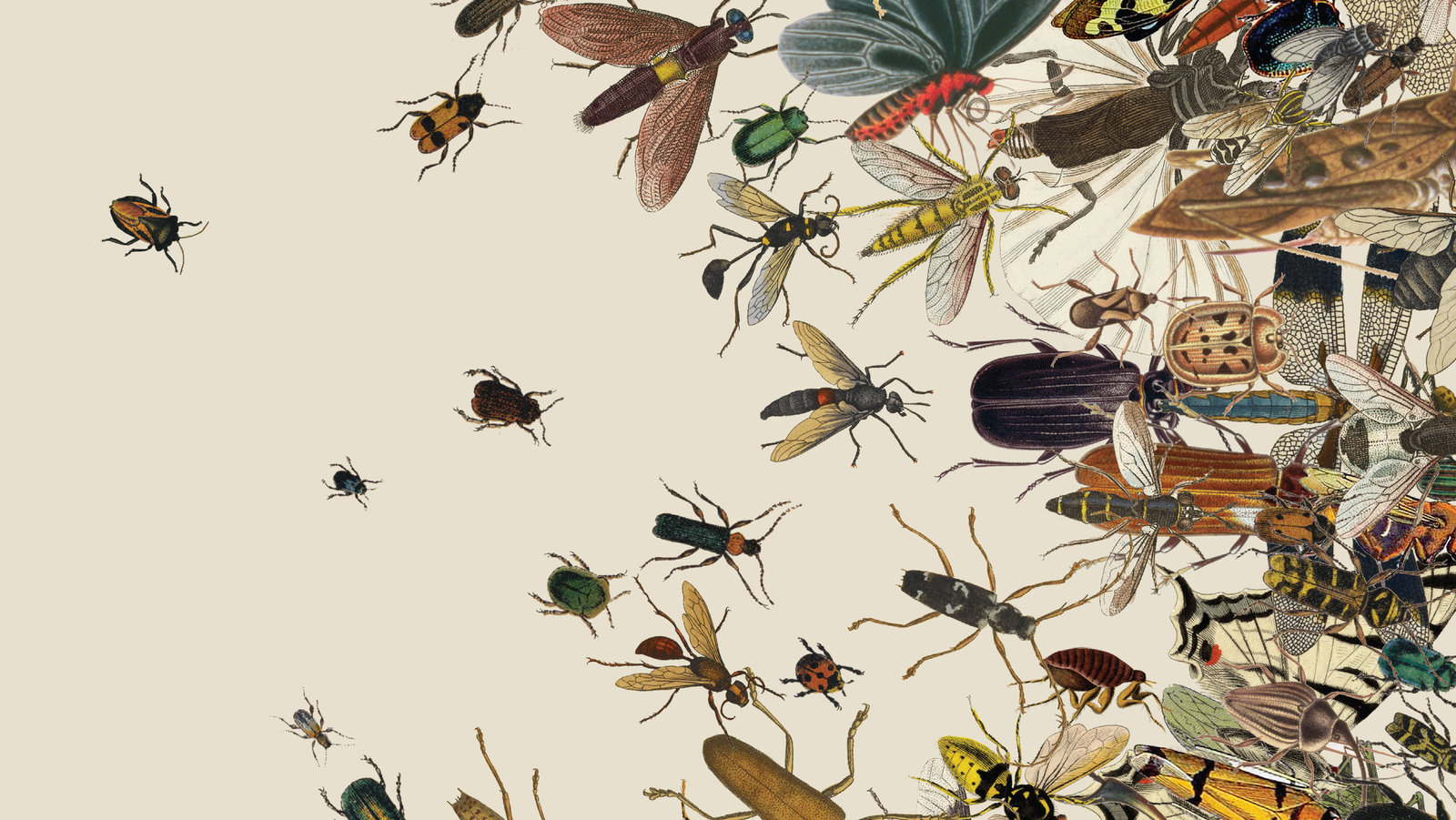 The Insect Apocalypse