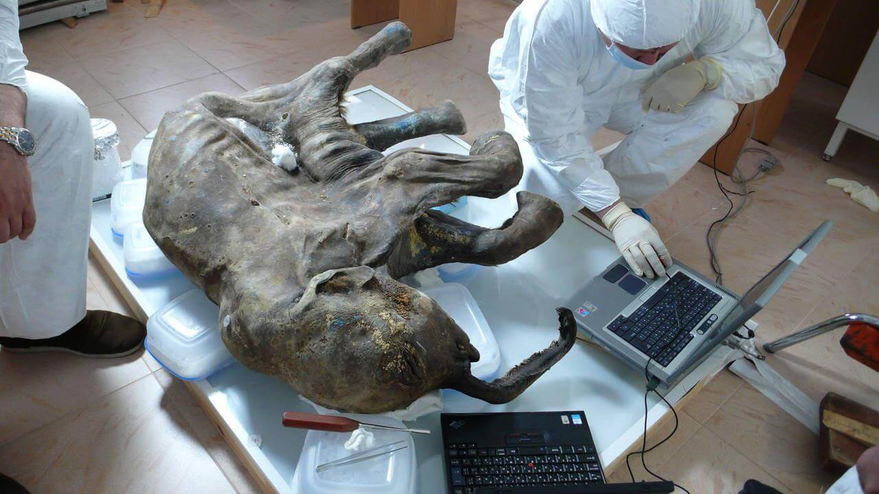 Waking The Baby Mammoth