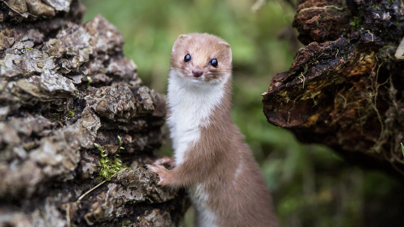 Weasels: Feisty and Fearless