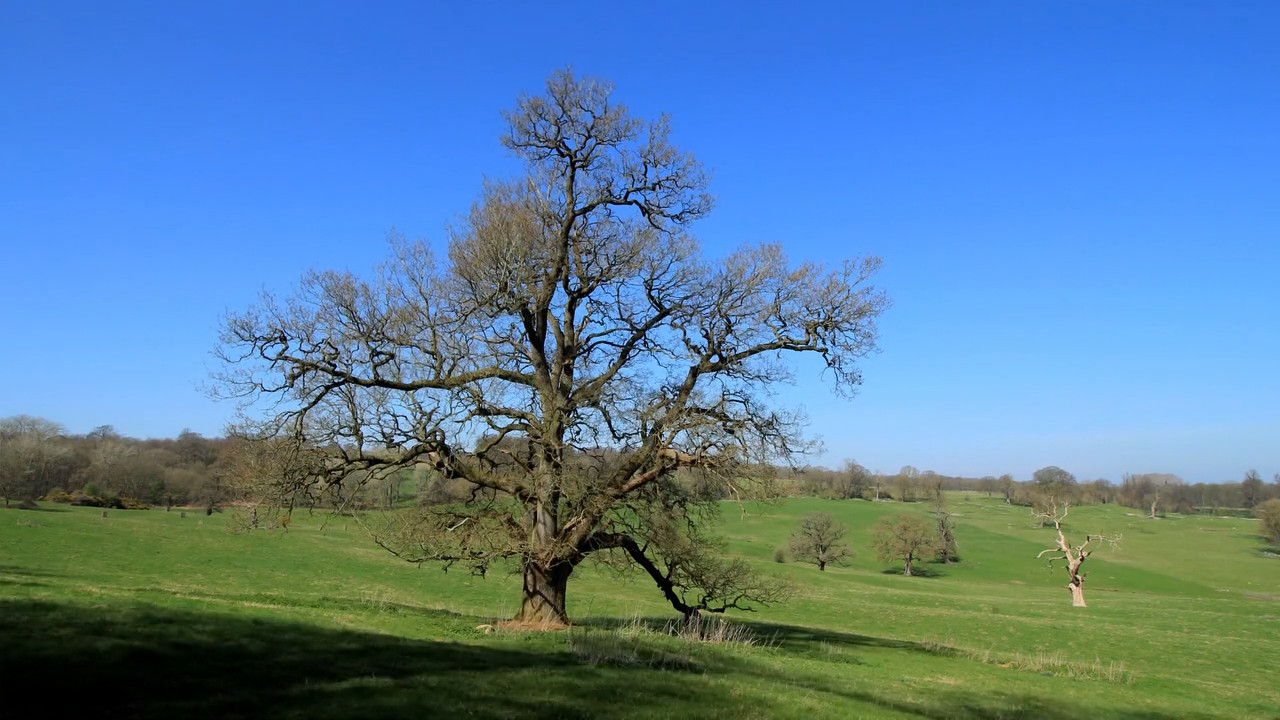 Oak Tree: Nature’s Greatest Survivor