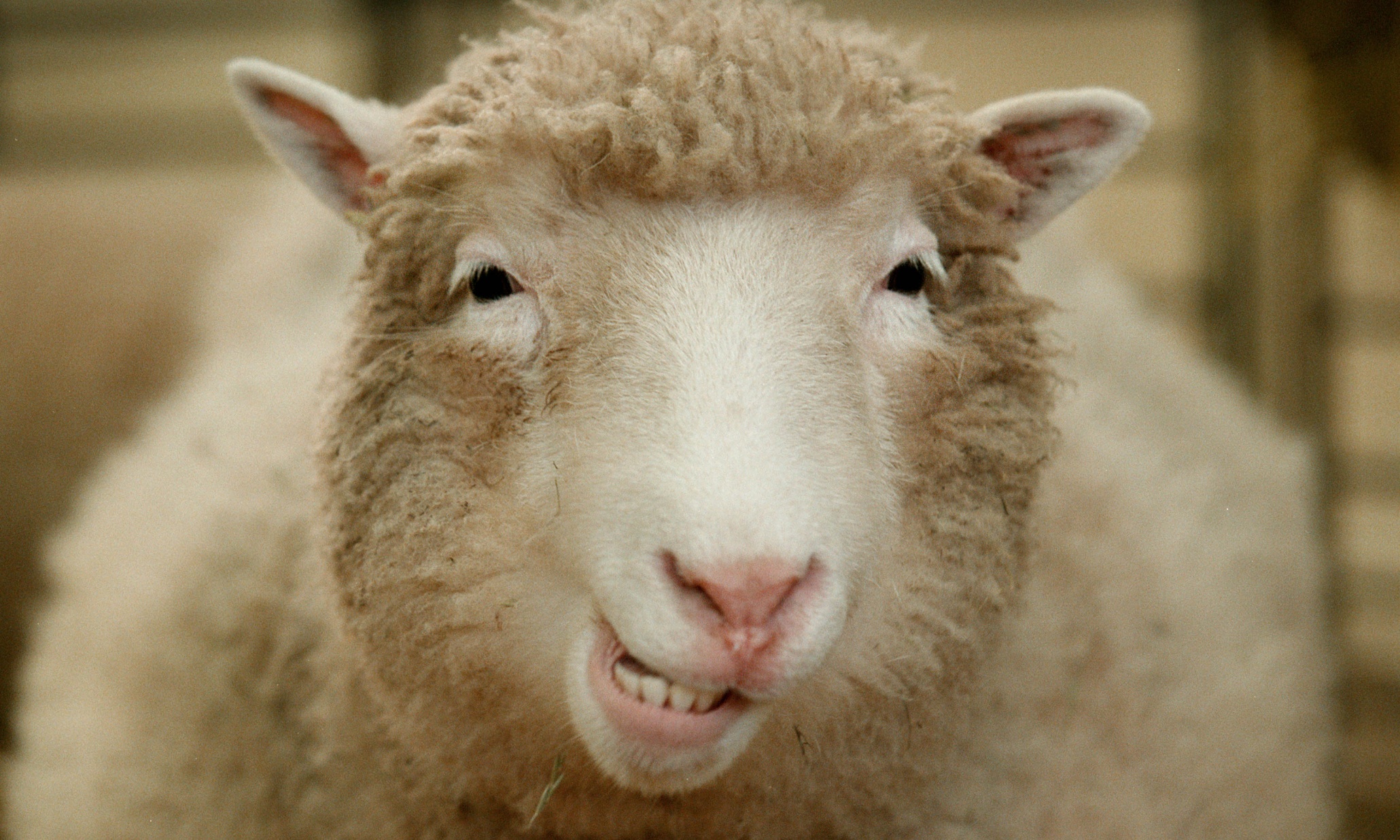 Dolly: The Sheep That Changed the World