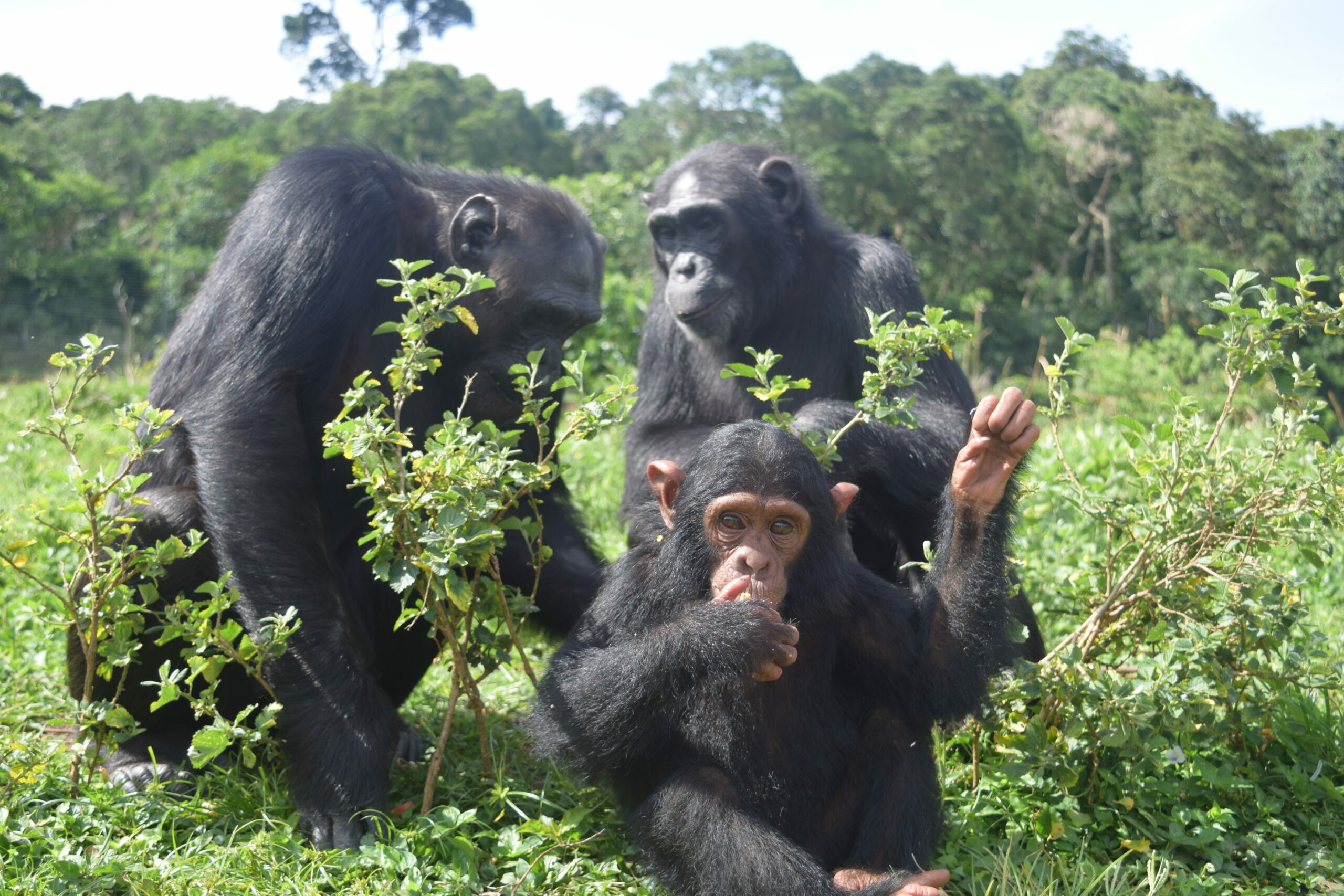 Chimp Island