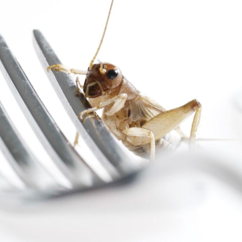 Edible Insects