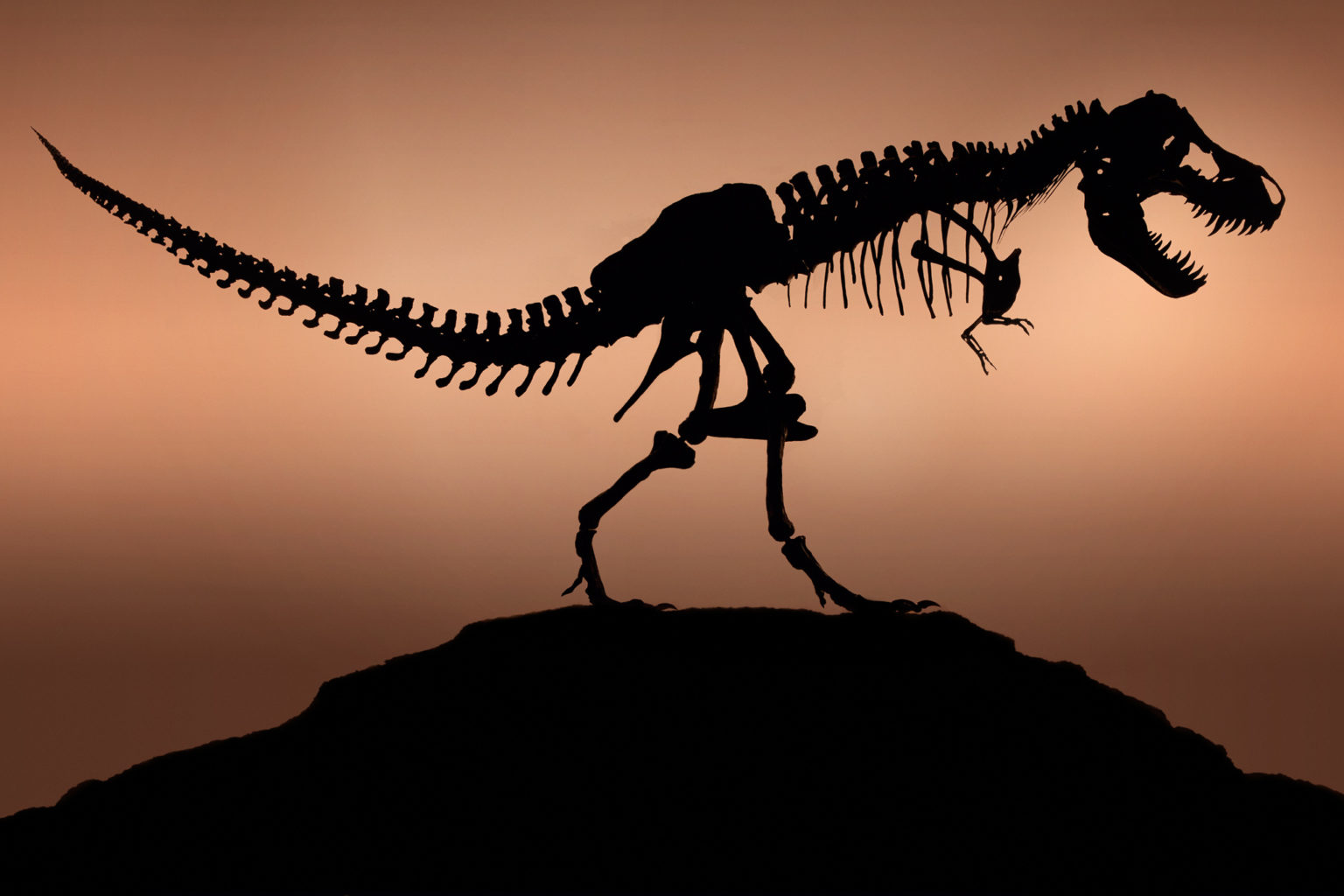 introduction-to-paleontology-videoneat