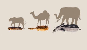 Mammals