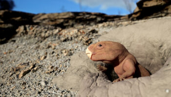 Mammal Origins