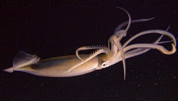 Deep Ocean: Giants of the Antarctic Deep