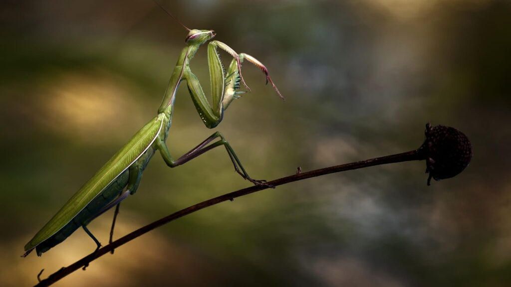 Mysterious Origins of Insects
