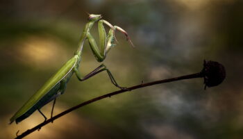 Mysterious Origins of Insects