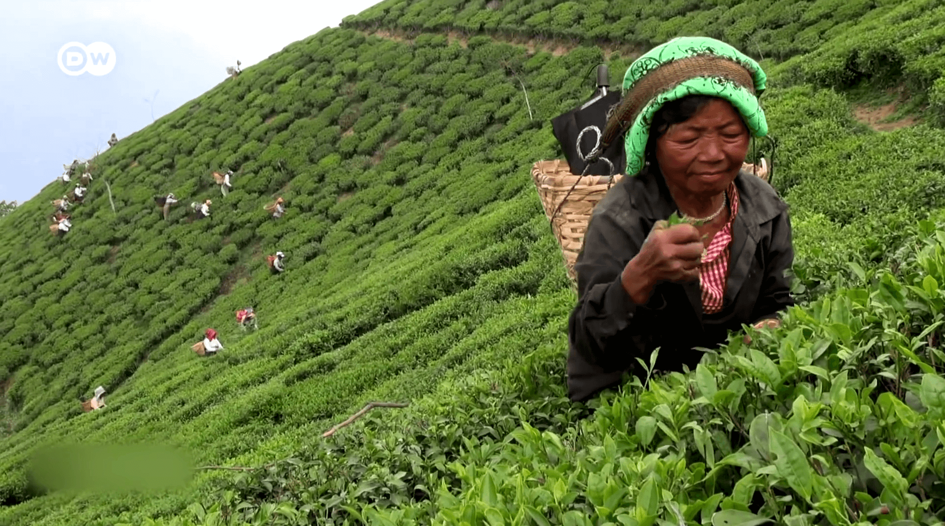 The Dark Side of The Tea Trade