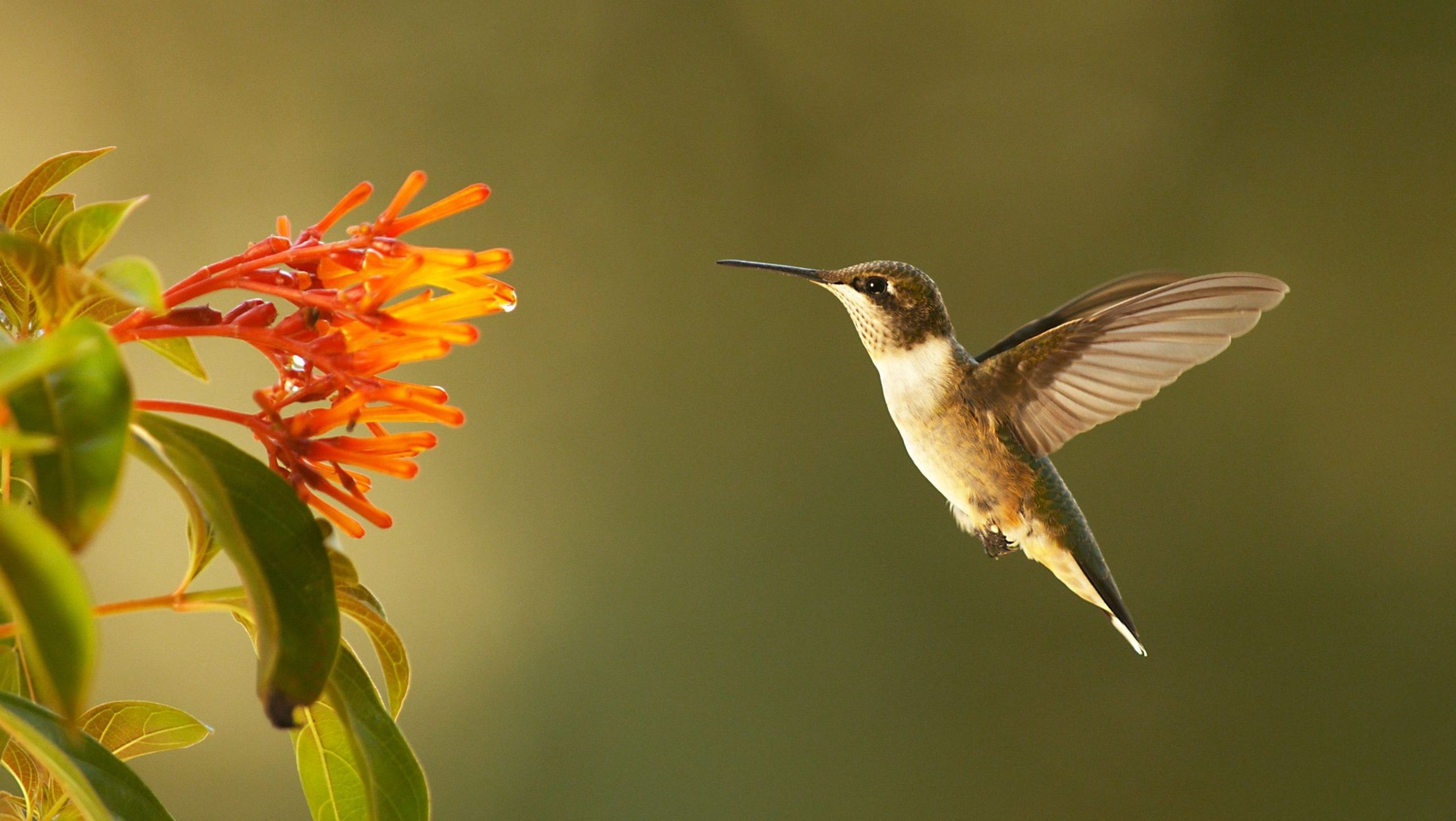 Super Hummingbirds