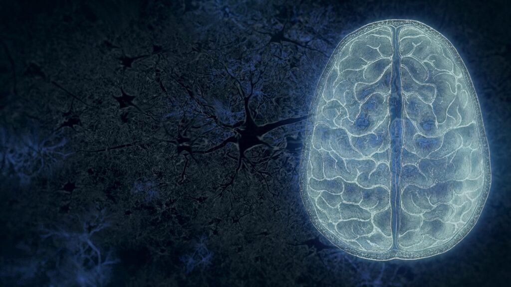 Your Brain