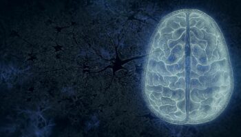 Your Brain